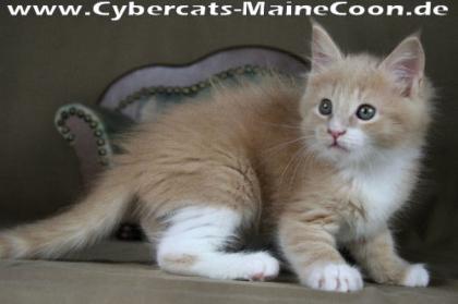 Maine-Coon-Mädchen KELLY creme tabby/white Hamburg