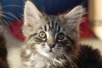 Maine Coon Racker Ollie Oskar und Otto suchen.