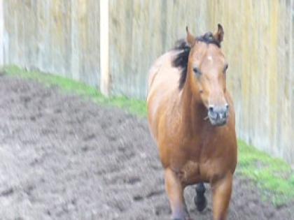Mobiler WESTERNreitunterricht rund um Göttingen