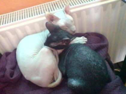 2 kastrierte Peterbald Kater Siam abzugeben