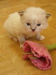 Ragdollkitten Joshuar Josephine.