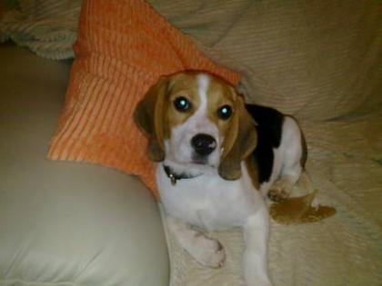 Süßer BEAGLE 4 Monate Rüde