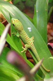Phelsuma grandis hoher Rotanteil 0 0 6