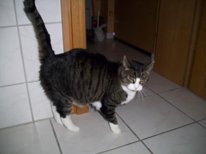 Verspielter Kater sucht ein neues Zuhause/Kumpel