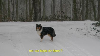 Junghund stubenrein Familienhund im Haus 18 Monate
