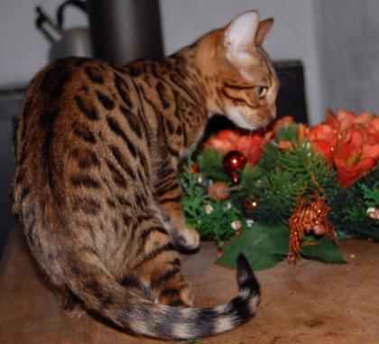 Typvolle Bengalkitten mit toller Zeichnung beste Qualität