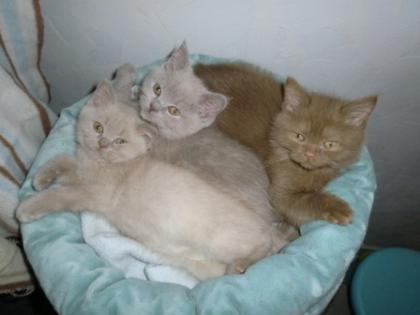 3 süße BKH Kitten 1 Kater 2 Katzen Mädchen