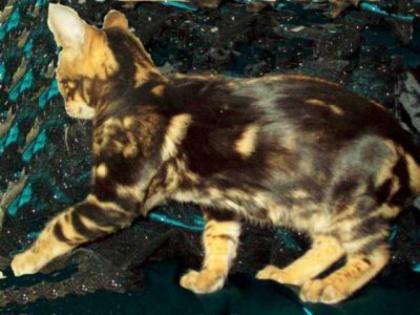 Bengal Zuchtmädchen marbled