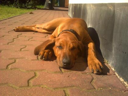 Rhodesian Ridgeback Hündin sucht neue Familie