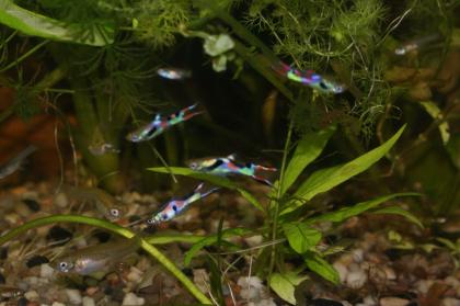 Endler Guppy s Red Fire Garnelen Wasserpflanzen.