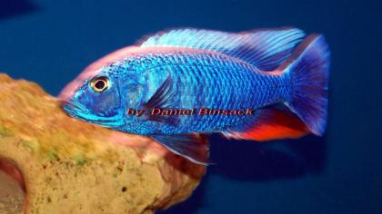 Sciaenochromis fryeri Ahli Iceberg