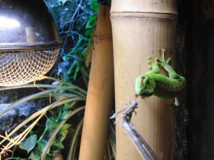 Großer Taggecko Phelsuma mad. grandis high red Nz 08/ 2022