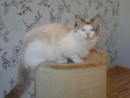 NEVA MASQUARADE KATER
