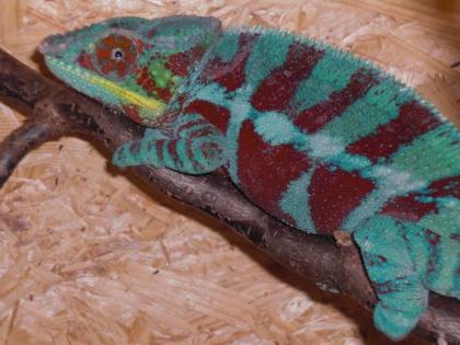 Furcifer pardalis Ambanja DNZ 01 2011