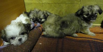 Shi-Tzu yorky mix edel babys