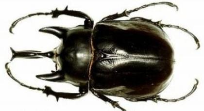 Nashornkäfer Megasoma actaeon Nur 6 sück abzugenben L1-L2 Preis stück 19 90Euro