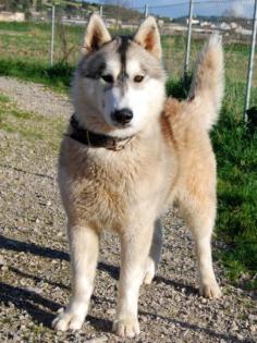Lasko - junger Alaskan Malamute-Mix geboren 2022