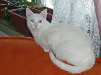 Türkische Angora Deckkater sucht Nette Kontakte