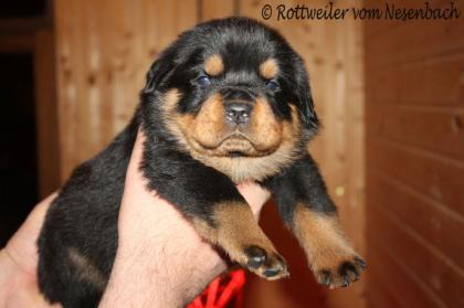 Rottweilerwelpen vom Nesenbach