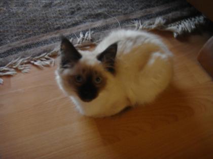 Verschmuste zuckersüße Birma-Kitten Lady sucht ein neues zu Hause