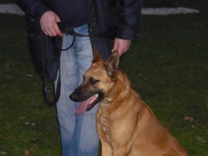 Malinois- Rüde 11. Mon. jung abzugeben