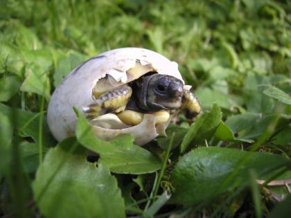 Griechische Landschildkröten THB NZ 2022