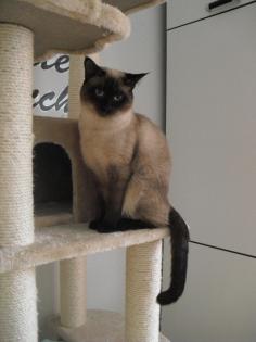 Thai / Siam seal - point Kater zum Decken