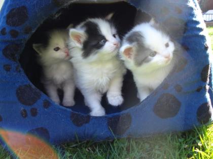 4 Katzenbabys abzugeben schwarz-weiß