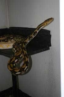 P. reticulatus Tiger 0 1