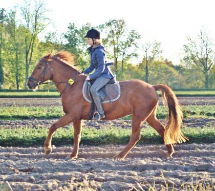 Biete Reitbeteiligung in Lippstadt