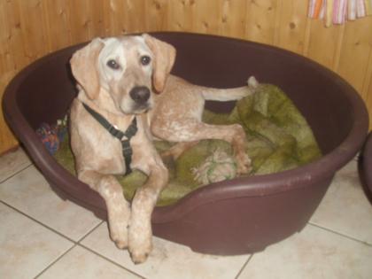 Wunderschöner liebevoller Labrador Mix Rüde 8 Mon. geimpft gechippt sucht ein zu