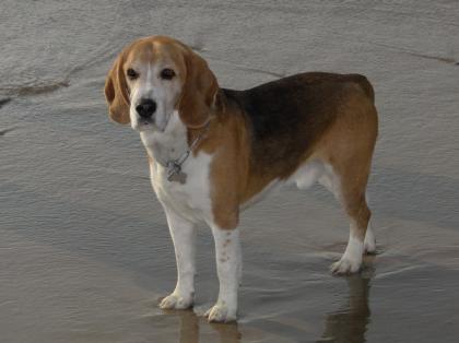 Beagle-Rüde 6 Jahre kastriert sehr umgänglich