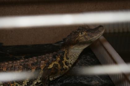 Caiman Latirostris Breitschnauzenkaiman 1 1