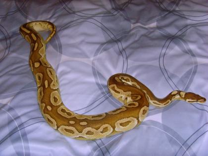 Königspython 0. 1Spider het Piebald 1. 0 Butter abzugeben