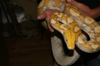 1 0 P. reticulatus Dark Lavender