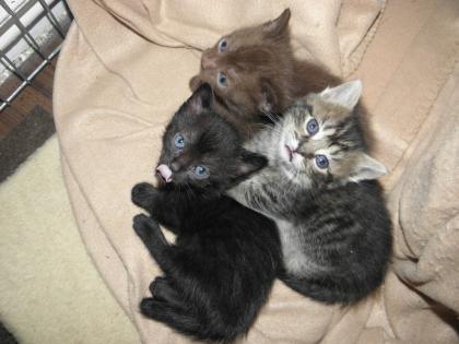 Die ganz besonderen Katzen Munchkins super süße Kitten