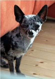 DECKRÜDE - CHIHUAHUA sehr süß 3 schönes seltenes kurzhaar Fell merle