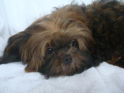 Niedlicher Shih Tzu Rüde mit Ahnenpass