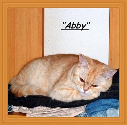 Unsere Abby erwartet ihre ersten Kitten