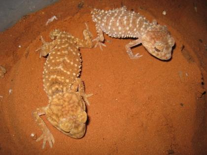 1 1 Nephrurus amyae zum Verkauf
