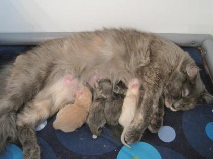 Ragdoll - Kitten in MINK und SOLID - August 2022