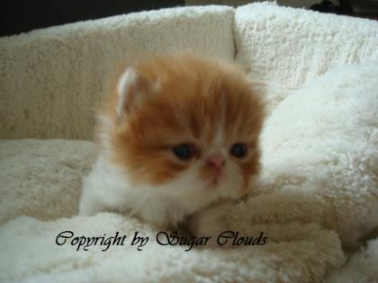 Sugar Clouds Bam Bam Lilac Chocolate CPC Carrier