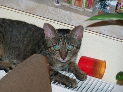1 5-Jahre junge Katze mit Freigangdrang abzugeben