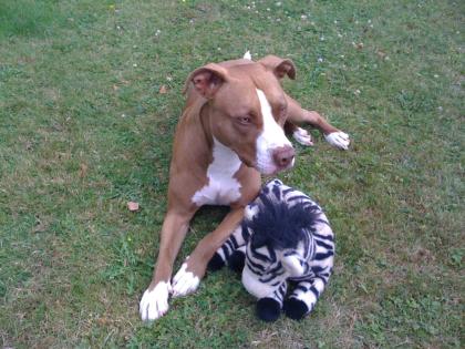 Red nose pitbull hündin 4 jahre kastriert EU pass