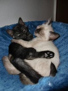 2 Devon Rex-Hl. Birma-Mix Kater black-smoke und seal-point blaue Augen