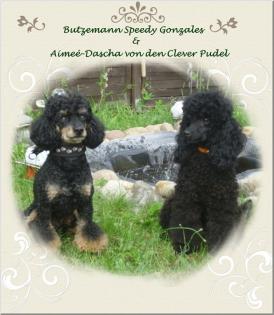 Zwergpudelzucht in black ant tan zwaz und apricot