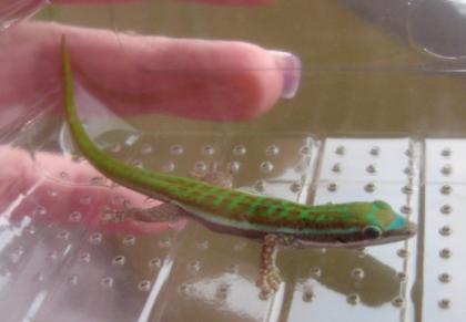Blauschwanz Taggecko Phelsuma cepediana