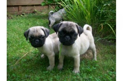 Mops Welpen11 Wochen beige gechipt geimpft