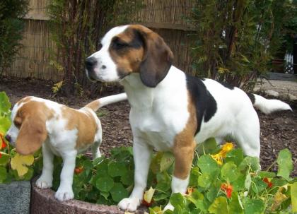 Beagle Deckrüde Champion Ben of Harmony .