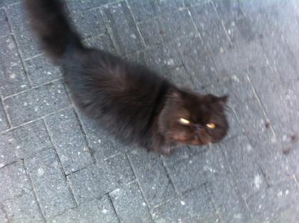 Sehr lieber perser hauskatze